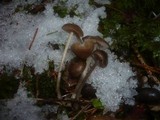 Mycena plumipes image