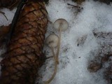 Mycena plumipes image