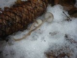 Mycena plumipes image
