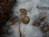Mycena plumipes image