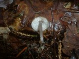Mycena plumipes image