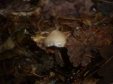 Mycena plumipes image