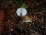 Mycena plumipes image