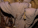 Gomphus clavatus image