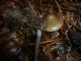 Mycena plumipes image