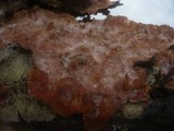 Phlebia radiata image