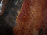 Phlebia radiata image