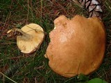Suillus weaverae image