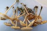 Marasmius oreades image