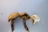 Boletus chrysenteron image