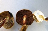 Boletus chrysenteron image