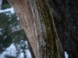 Litschauerella clematidis image