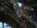 Litschauerella clematidis image