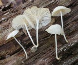 Marasmiellus subnigricans image