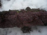 Peniophora quercina image