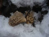 Verpa bohemica image