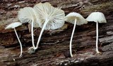 Marasmiellus subnigricans image