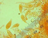 Marasmiellus subnigricans image