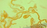 Marasmiellus subnigricans image