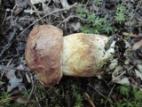 Boletus huronensis image