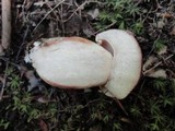 Boletus huronensis image