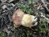 Boletus huronensis image