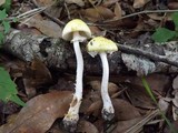 Amanita elongata image