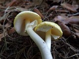 Amanita elongata image