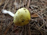 Amanita elongata image