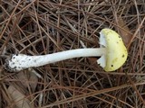 Amanita elongata image