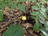 Amanita elongata image