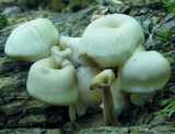 Lentinellus micheneri image