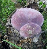 Russula mariae image