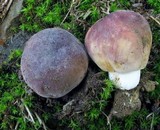 Russula mariae image
