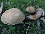 Boletus variipes image