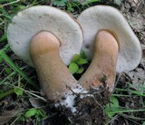 Tylopilus badiceps image