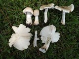 Amanita radiata image