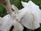 Amanita radiata image