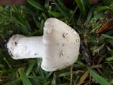 Amanita radiata image