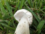 Amanita radiata image
