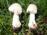 Amanita radiata image
