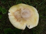 Amanita flavorubens image