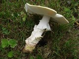 Amanita flavorubens image