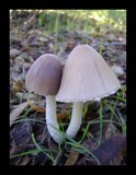 Psathyrella longipes image