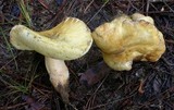 Gyroporus subalbellus image