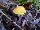 Amanita flavorubens image
