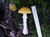 Amanita flavorubens image