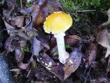 Amanita flavorubens image