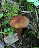Rhodocybe nitellina image