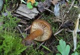 Rhodocybe nitellina image